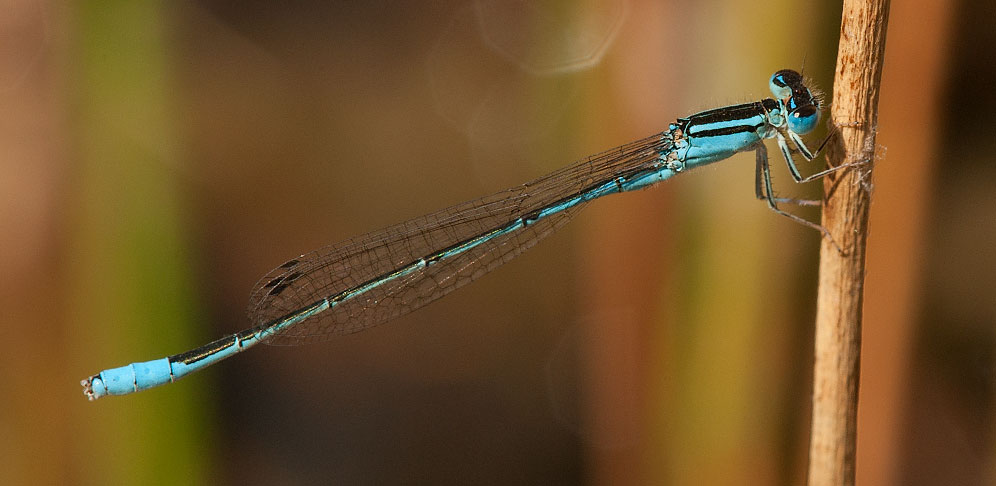 Africallagma glaucum